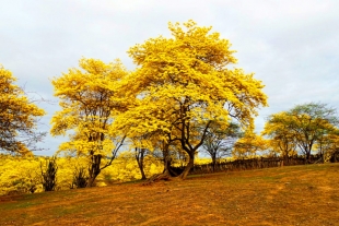 Guayacán, el árbol mexicano de flores amarillas