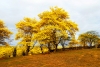 Guayacán, el árbol mexicano de flores amarillas
