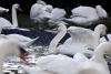 En Bélgica, ponen en confinamiento a todos sus cisnes por alarmante brote de gripe aviar