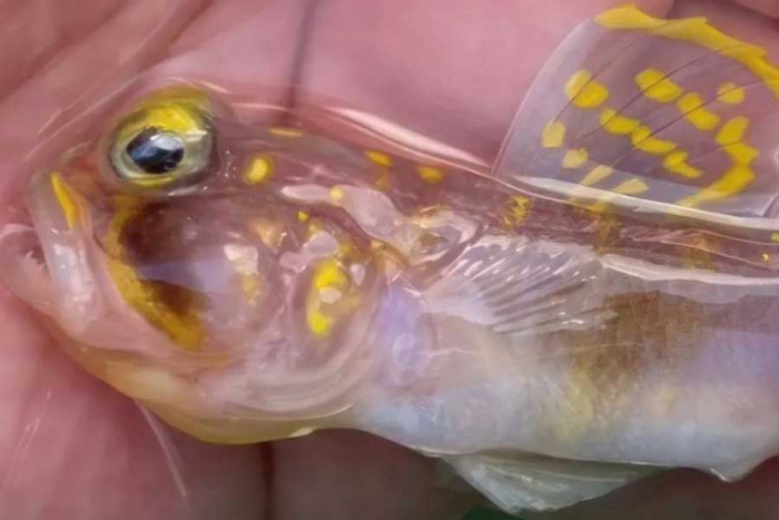 Este ejemplar pertenece a la familia de los gobios