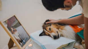 Servicios funerarios para mascotas, un negocio creciente en China