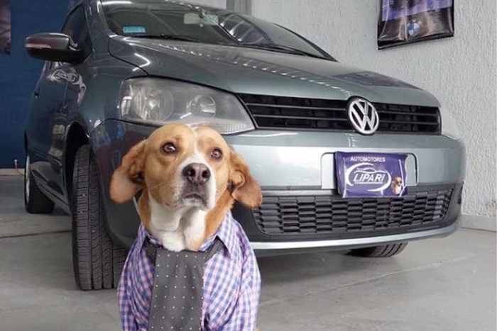 Suave atención; agencia de autos conquista las redes al poner como vendedores a perritos rescatados