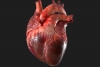Médicos logran revivir un corazón humano