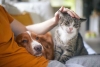 Cuidar una mascota pese a alergias, una posibilidad real y accesible