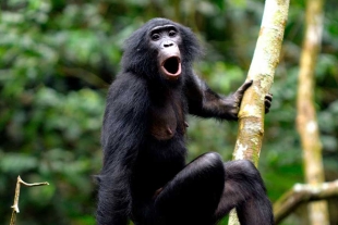 Los autores precisaron que los tipos de llamada de los bonobos se integran en cuatro estructuras