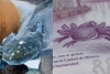 Ella es “Gorda”, el ajolote que aparece en el nuevo billete de 50 pesos