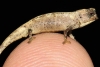 Descubren una nueva especie de camaleón (y es el más pequeño del mundo)