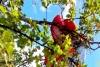 Fallece hombre de la tercera edad al caer de parapente en Temascaltepec