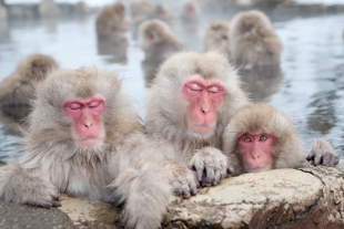 Existe un parque de aguas termales sólo para monos