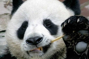 La panda debía regresar al gigante asiático para enero de 2020