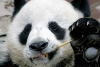 Japón despide a “Tan Tan”; muere su panda gigante más longeva