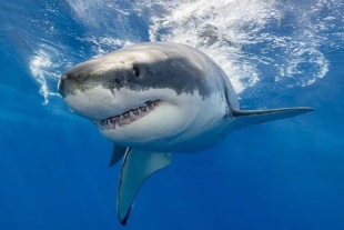 Encuentran ADN de tiburones en peligro de extinción en comida para mascotas
