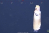 Científicos observan por primera vez a uno de los calamares más extraños del mundo