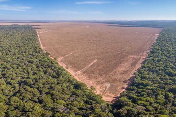 Deforestación del Amazonas contribuye a la crisis climática calentando la superficie terrestre