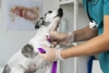 San Luis Potosí alista apertura del primer hospital público para mascotas en México