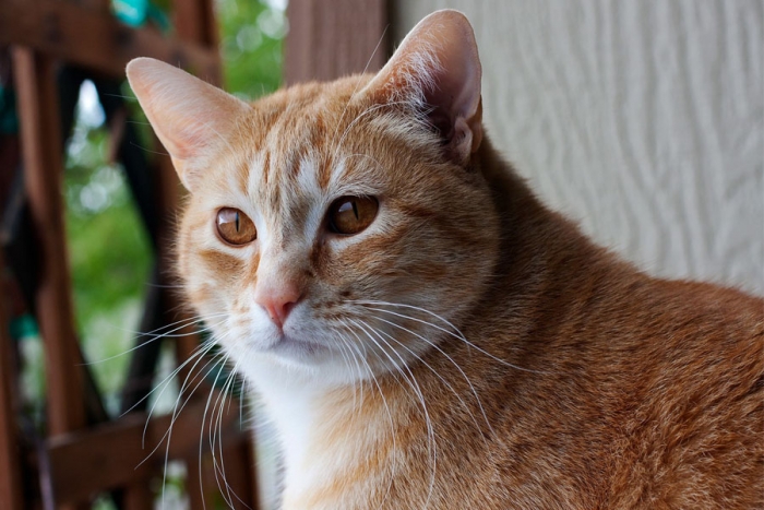 Los gatos reconocen sus nombres, pero deciden ignorarte