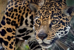 Ante megaproyectos, Oaxaca buscará proteger a sus especies de felinos