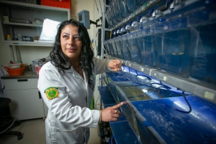 Mónica Vanessa Garduño Paz, académica UAEMéx, realiza mentorías para investigar al pez amarillo, endémico del Valle de Toluca