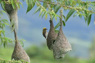 Nidos de aves europeas contienen una bacteria para afrontar el cambio climático