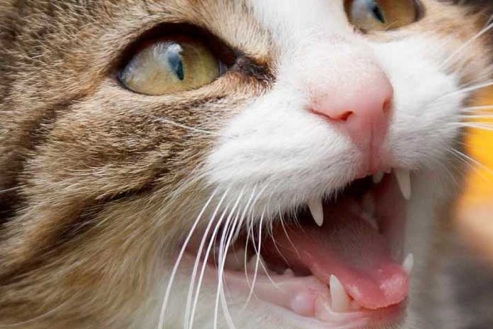 ¿Por qué los gatos sólo le maúllan a los seres humanos?