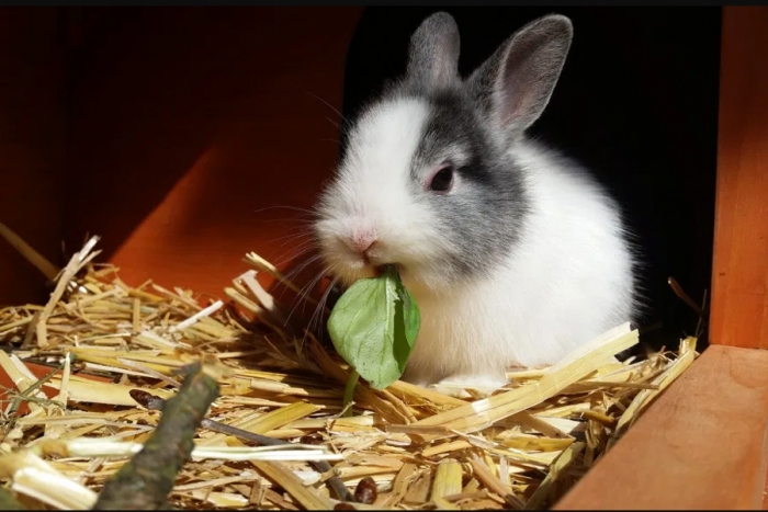 Consejos útiles para convivir con un conejo en casa