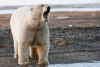 Tragedia en Alaska: extraño ataque de oso polar cobra la vida de dos personas