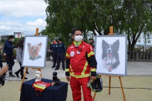 Detienen a presunto responsable de envenenar a perros rescatistas en Querétaro
