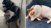¡Qué historia! Gatito se convierte en “enfermero” y salva la vida de otro felino