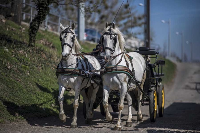 La introducción de carruajes eléctricos aún no existe en ningún otro lugar de Europa