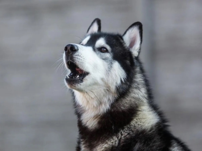 ¿Tienes alguna? Estas son las razas de perro que más aúllan por su parentesco con los lobos