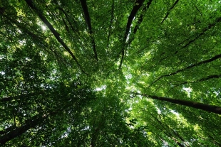 Las compañías firmantes lamentaron que ha habido una alarmante pérdida de hábitats naturales