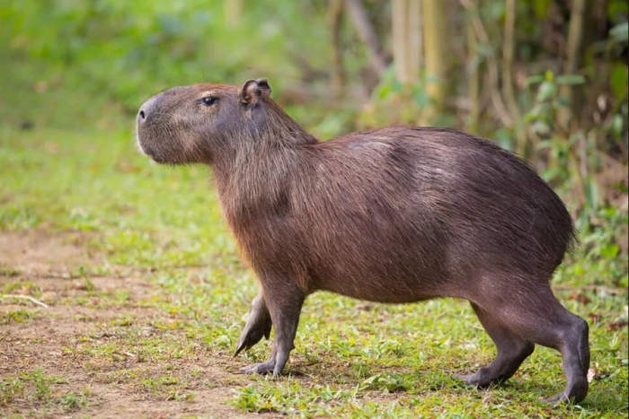 Capibaras, los roedores más grandes del mundo