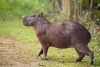 Capibaras, los roedores más grandes del mundo
