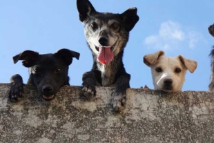 San Luis Potosí anuncia el primer cementerio gratuito para mascotas en México