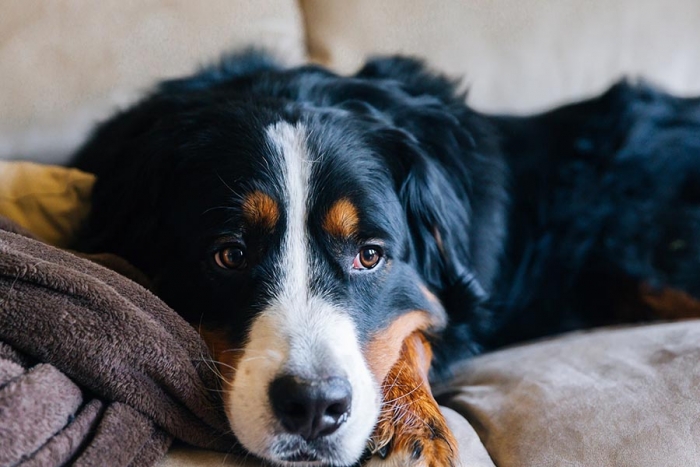 ¿Problemas con tu mascota? Un terapeuta puede ser la solución