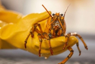 Hallan una rara langosta de color amarillo