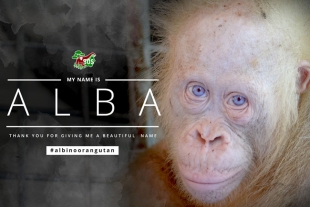 Conoce la historia de Alba, la orangutana albina