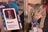 “Furrari”: Gatito causa sensación durante el Gran Premio de Azerbaiyán de la F1