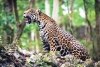 Ecólogos mexicanos ponen en marcha plan para salvar a jaguares del Tren Maya