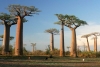 Científicos aseguran que aún quedan más de 9 mil especies de árboles por descubrir