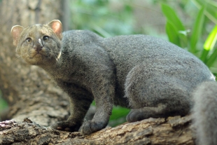 El jaguarundi, el felino que a nadie le importa