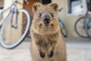 El animal más feliz del mundo en peligro de extinción