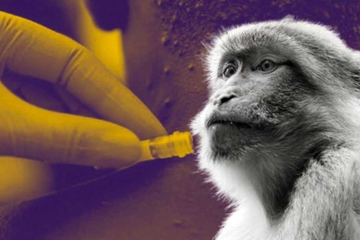 Emiten aviso para que notifiquen casos de viruela del mono en México