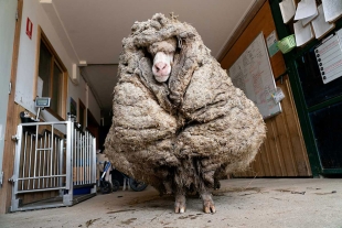 Baarack; la oveja Yeti de Australia