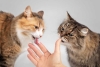 ¿Crees que tu gato sería incapaz de comerte? Estas pruebas demuestran lo contrario
