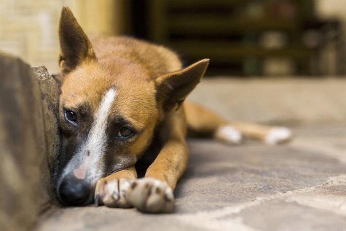 ¿Cambió el comportamiento de tu mascota? Te decimos por qué