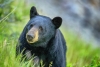 ¡Que oso! Peludo animal interrumpe una pedida de matrimonio en Nuevo León