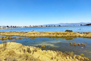 Miles de patos silvestres son avistados en laguna de San Pablo Autopan