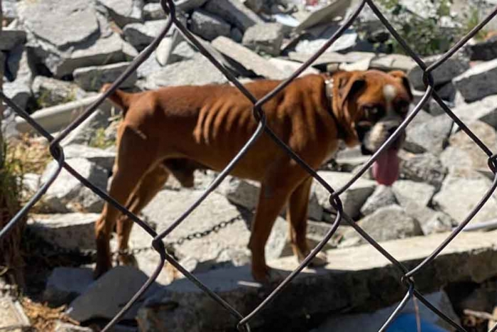 Recupera Toluca dos caninos en condiciones de desnutrición y deshidratación