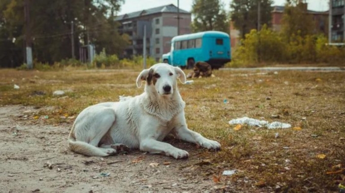 ¿Una nueva raza? Estudio asegura que los perros de Chernóbil son genéticamente diferentes